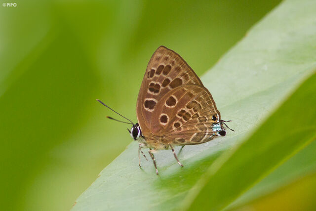 Virachola subguttata malaya
