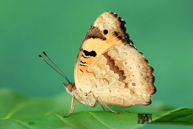 Junonia hierta hierta