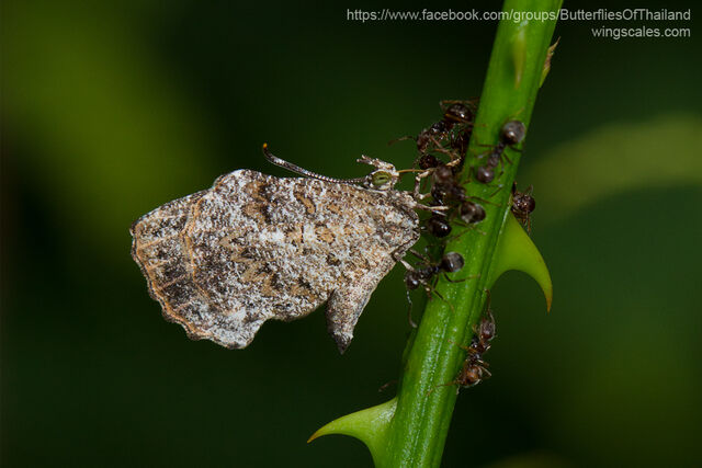 Logania marmorata marmorata