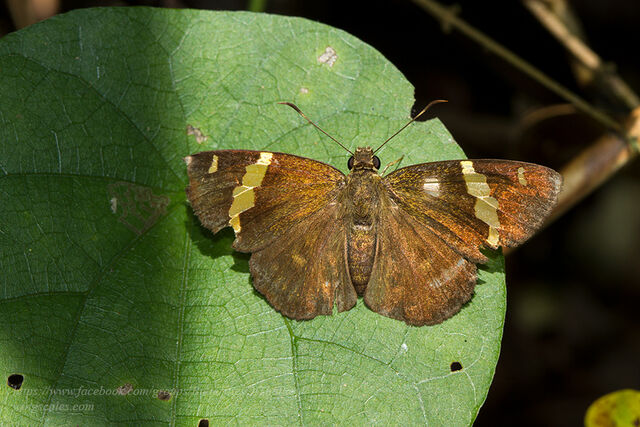 Celaenorrhinus inaequalis irene