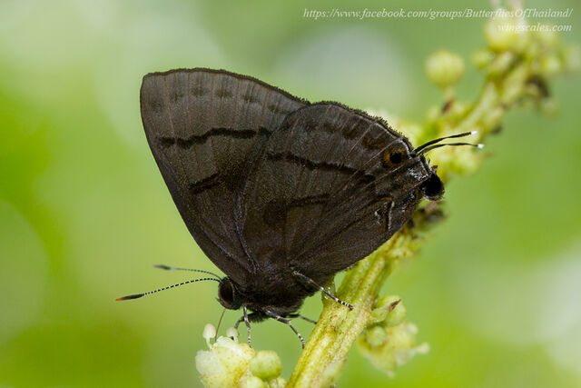 Rapala melida nicevillei