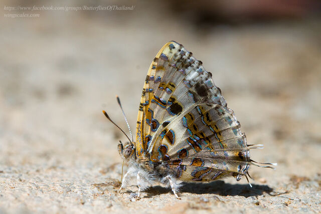 Catapaecilma major albicans