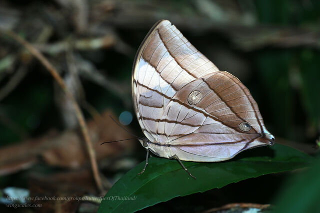 Amathuxidia amythaon annamensis