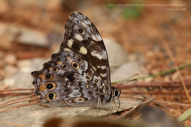 Neope pulahoides pulahoides