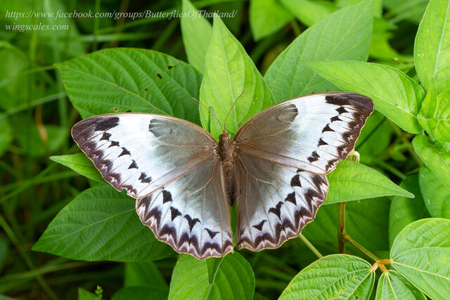 Stichophthalma cambodia