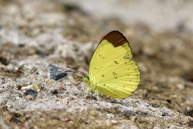 Eurema sari sodalis