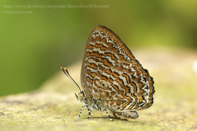 Poritia sumatrae sumatrae