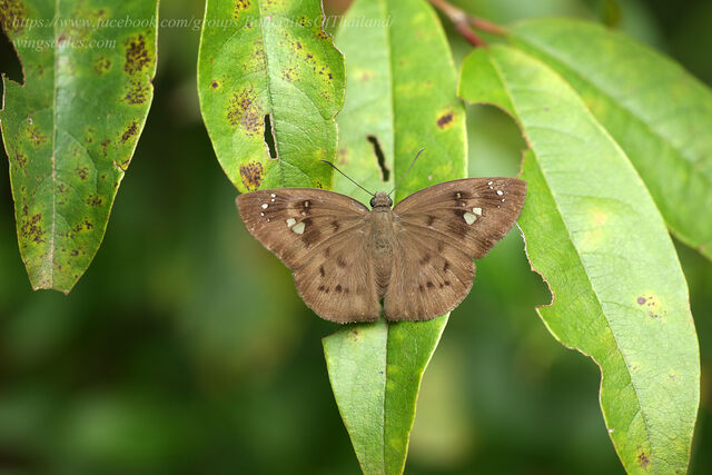 Tagiades japetus ravi