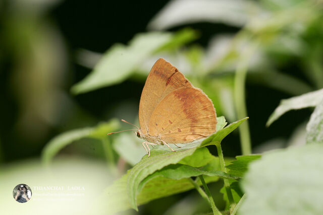 Arhopala fulla ignara