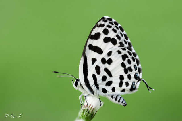 Castalius rosimon rosimon