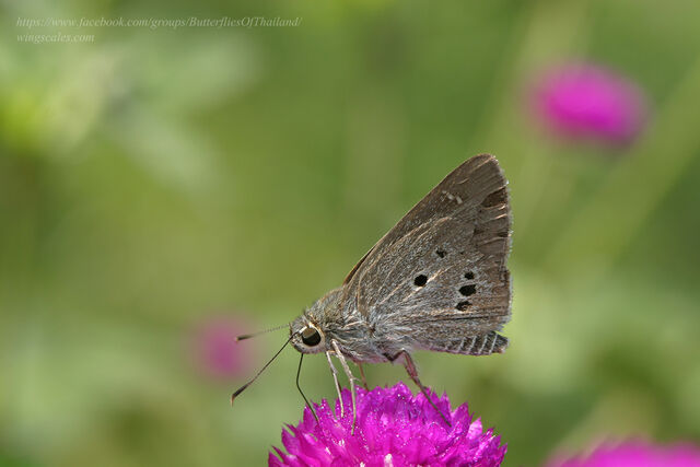 Suastus gremius gremius