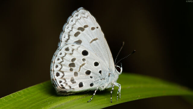 Acytolepis puspa gisca