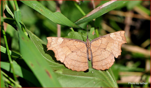 Laringa horsfieldi glaucescens