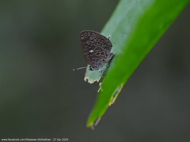 Arhopala elizabethae