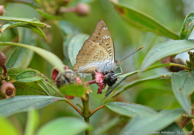 Euthalia tinna paupera