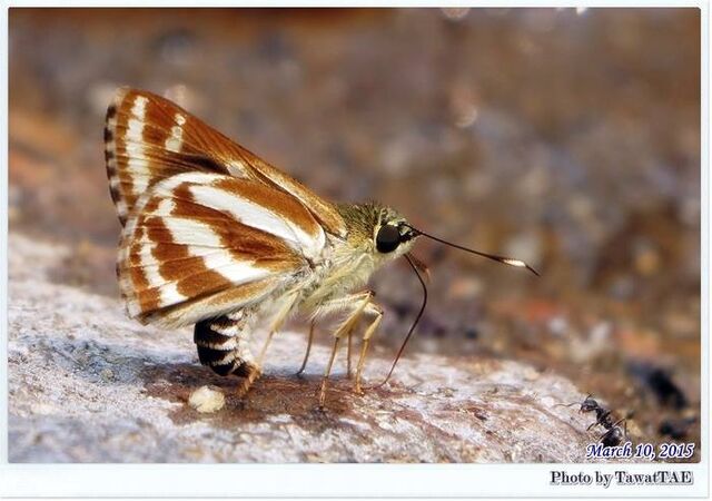 Sebastonyma suthepiana