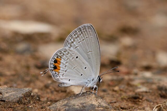 Cupido lacturnus rileyi