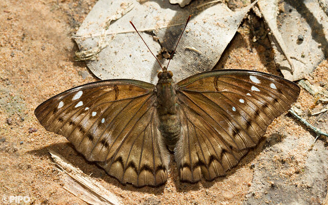 Euthalia teuta affinis