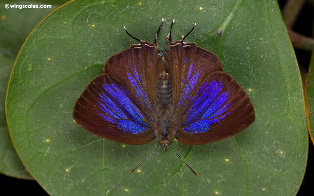 Remelana jangala travana