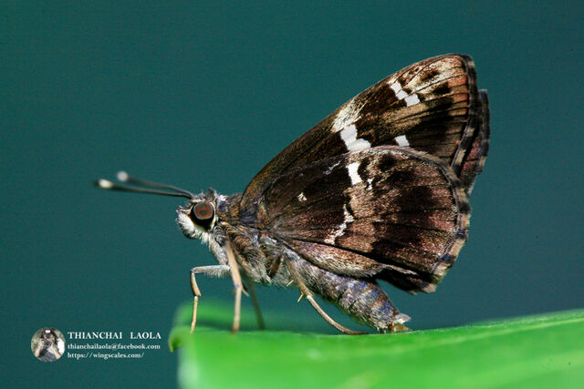 Hyarotis adrastus praba