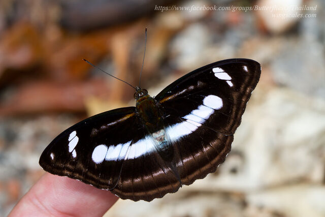 Athyma cama thailandica