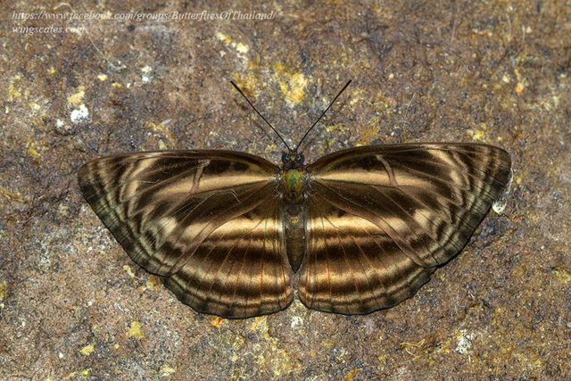 Neptis ilira cindia