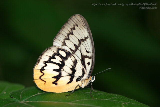 Melanocyma faunula kimurai