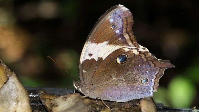 Neorina crishna archaica