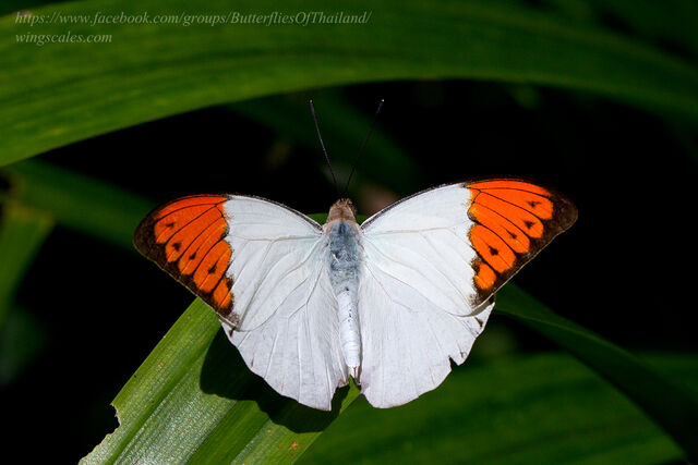 Hebomoia glaucippe glaucippe