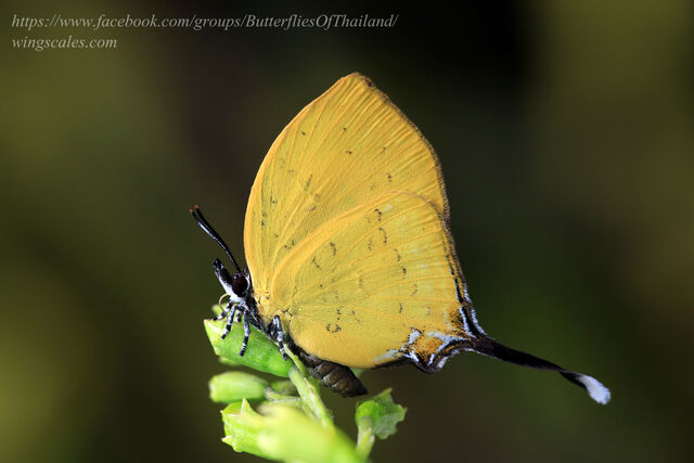 Yasoda tripunctata tripunctata