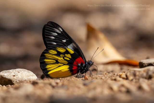 Delias pasithoe pasithoe