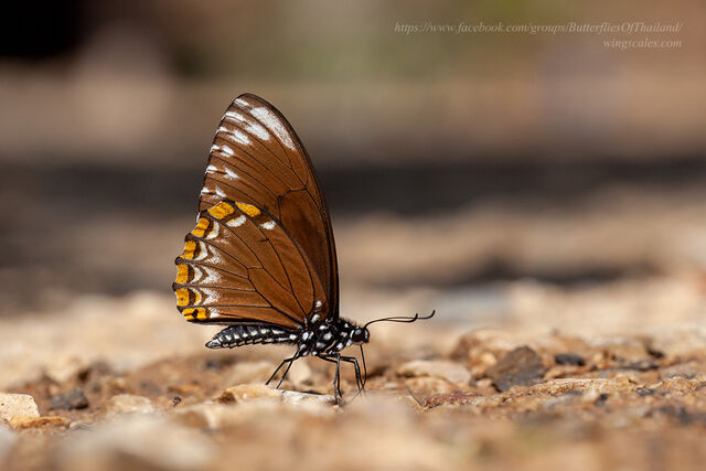Papilio clytia clytia