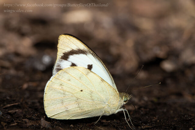 Appias lalage lalage