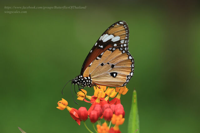 Danaus chrysippus chrysippus