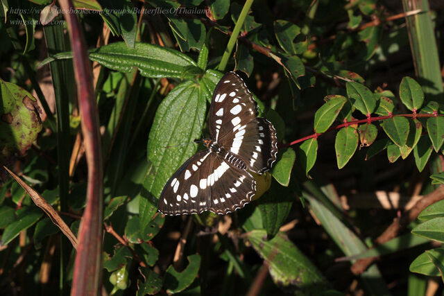 Athyma perius perius