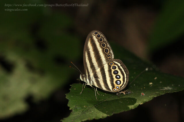 Ragadia makuta siponta