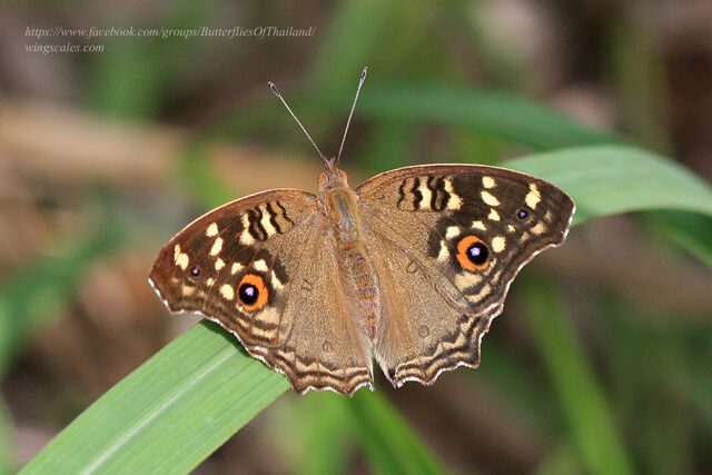 Junonia lemonias lemonias