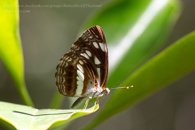 Neptis jumbah jumbah