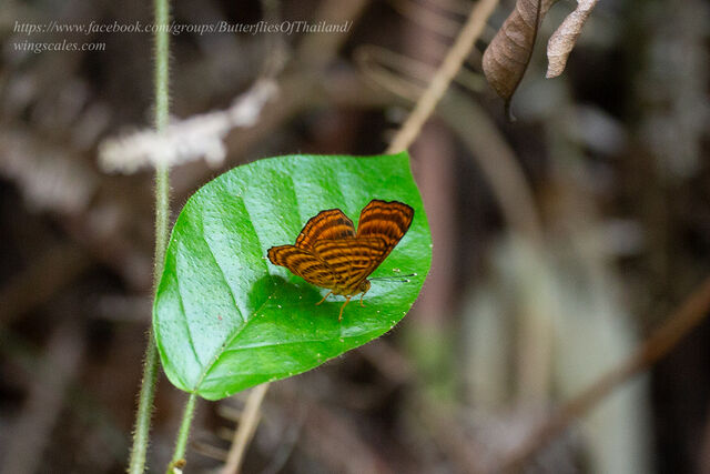Zemeros emesoides emesoides