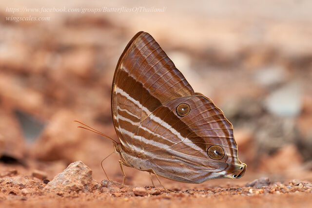 Amathusia phidippus phidippus