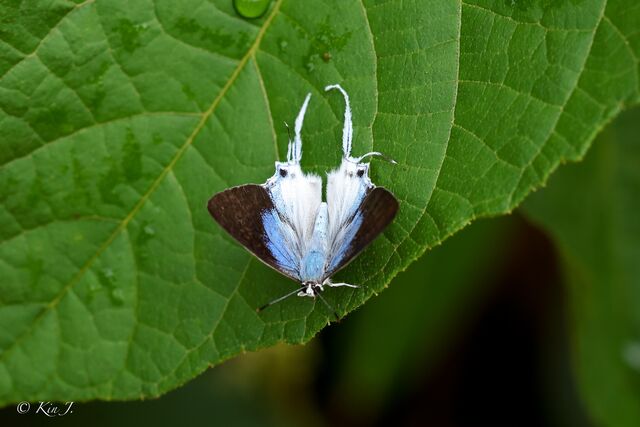 Neocheritra fabronia fabronia
