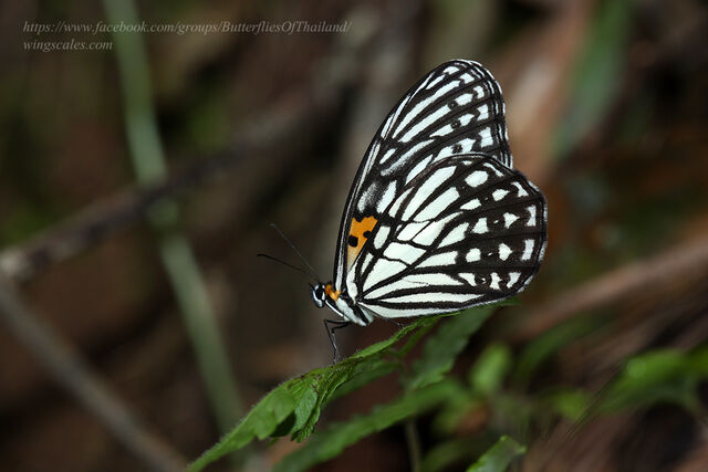 Orinoma damaris damaris