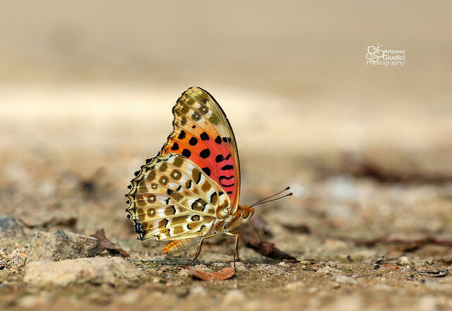 Argyreus hyperbius hyperbius