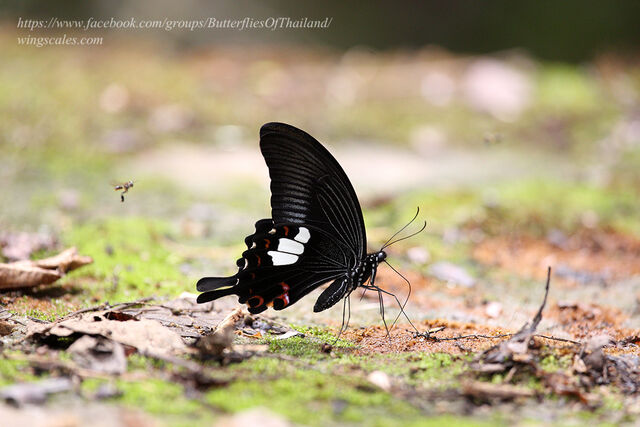 Papilio helenus helenus