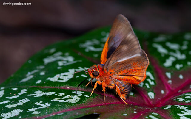 Burara oedipodea oedipodea