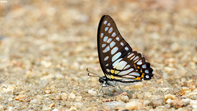 Graphium chironides chironides