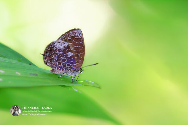 Arhopala ammonides ammonides
