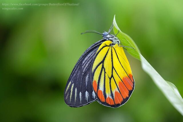 Delias hyparete indica