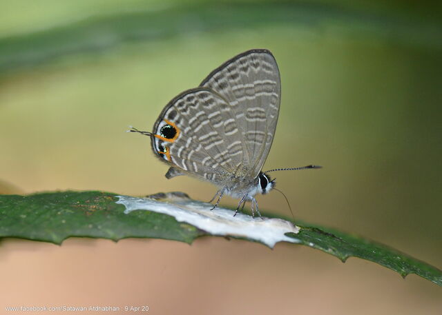 Nacaduba calauria malayica