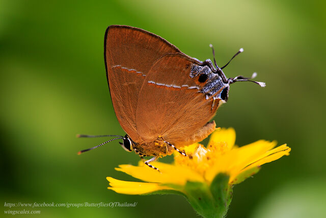 Tajuria yajna selangorana